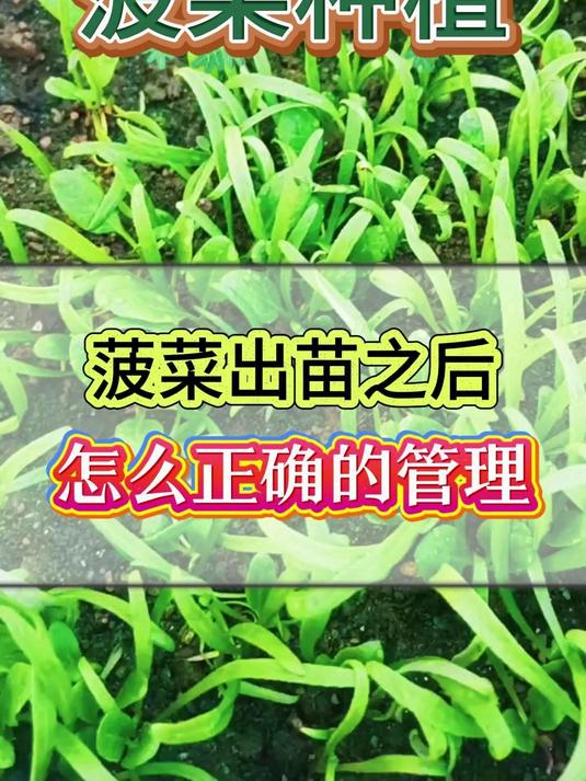 菠菜出苗之后，怎么正确的管理