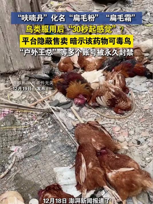 “呋喃丹”化名“扁毛粉”“扁毛霜”,在平台隐蔽售卖毒鸟药物,“户外王总”等多个账号被永久封
