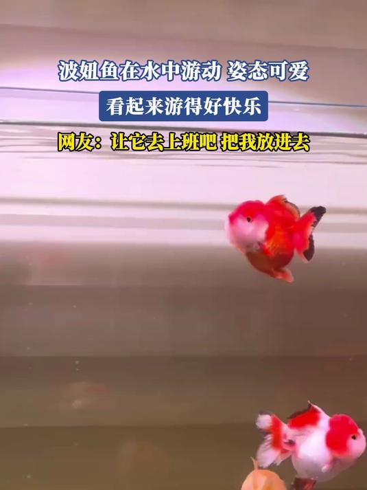 波妞鱼在水中游动,姿态可爱,网友:让它去上班吧,把我放进去