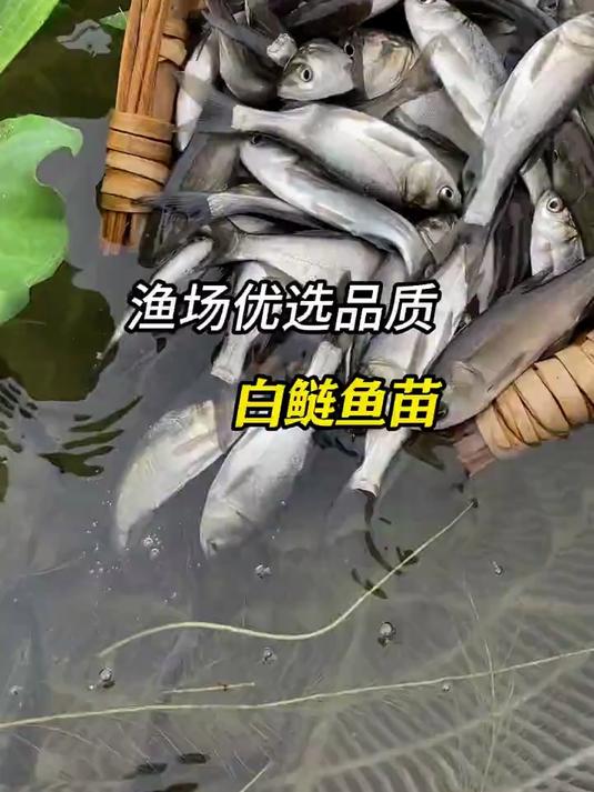 白鲢鲢鱼大头鱼苗淡水池塘养殖食用胖头鱼鲢鳙鱼苗雄鱼苗可食用#三农 #养殖 #白鲢鱼苗