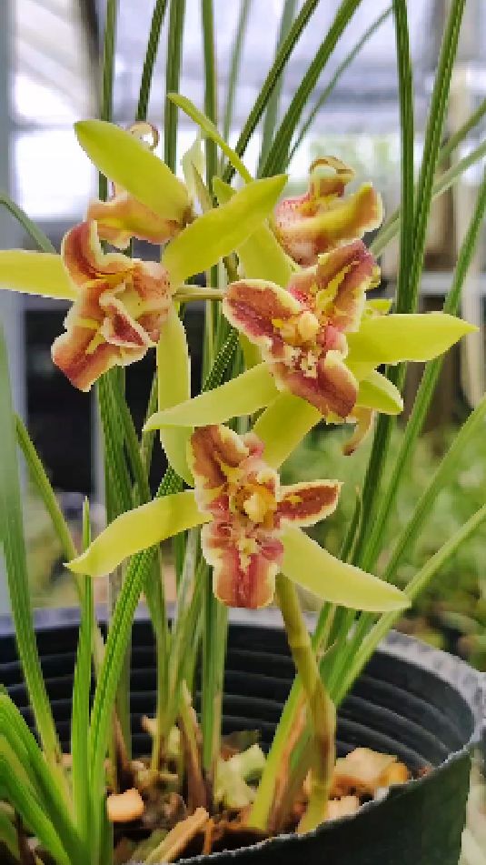 有很多事情放不下,做人那就潇洒一点,蕙兰鼎红蕊蝶,花期过了,能开就不藏着