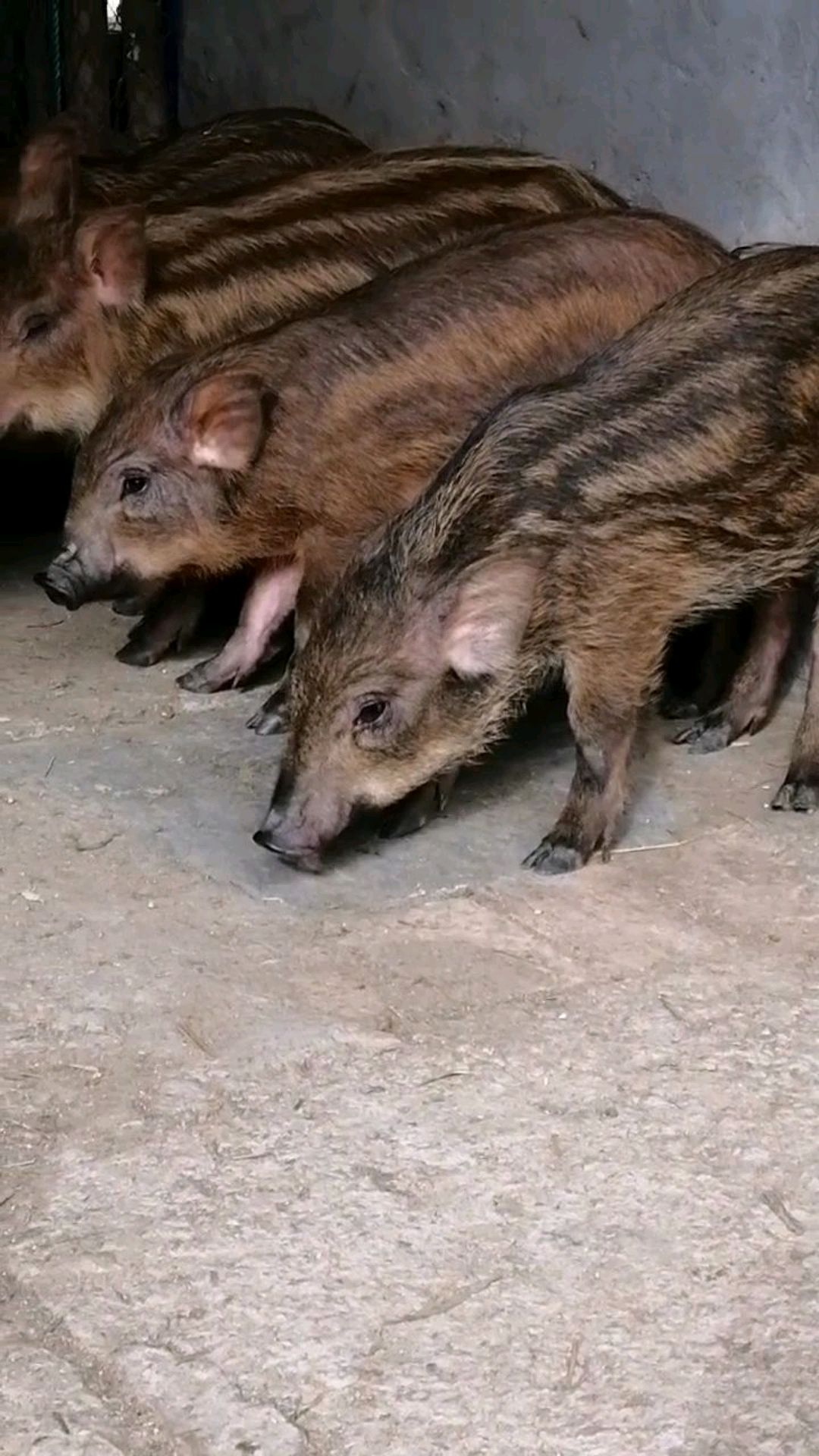 特种野猪瘦肉型猪种产仔多好饲养