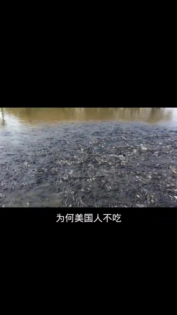 蛇头鱼在美国泛滥成灾,为什么老美不吃它?涨知识科普海洋生物