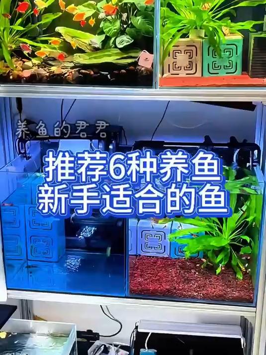 养鱼新手适合养什么鱼,推荐6种很好养的小型鱼!