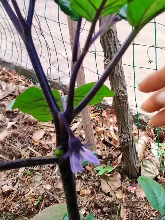 茄子越种越蔫?老菜农偷偷说的打叉3步法,学会直接爆果!