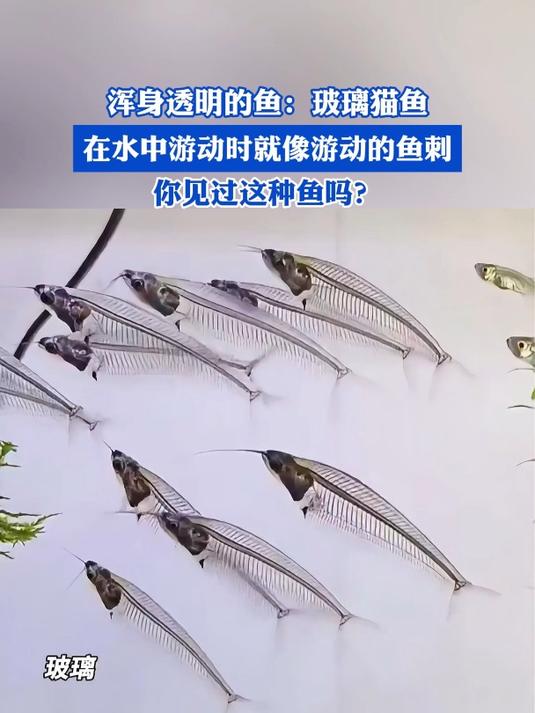 浑身透明的鱼:玻璃猫鱼,在水中游动时就像游动的鱼刺