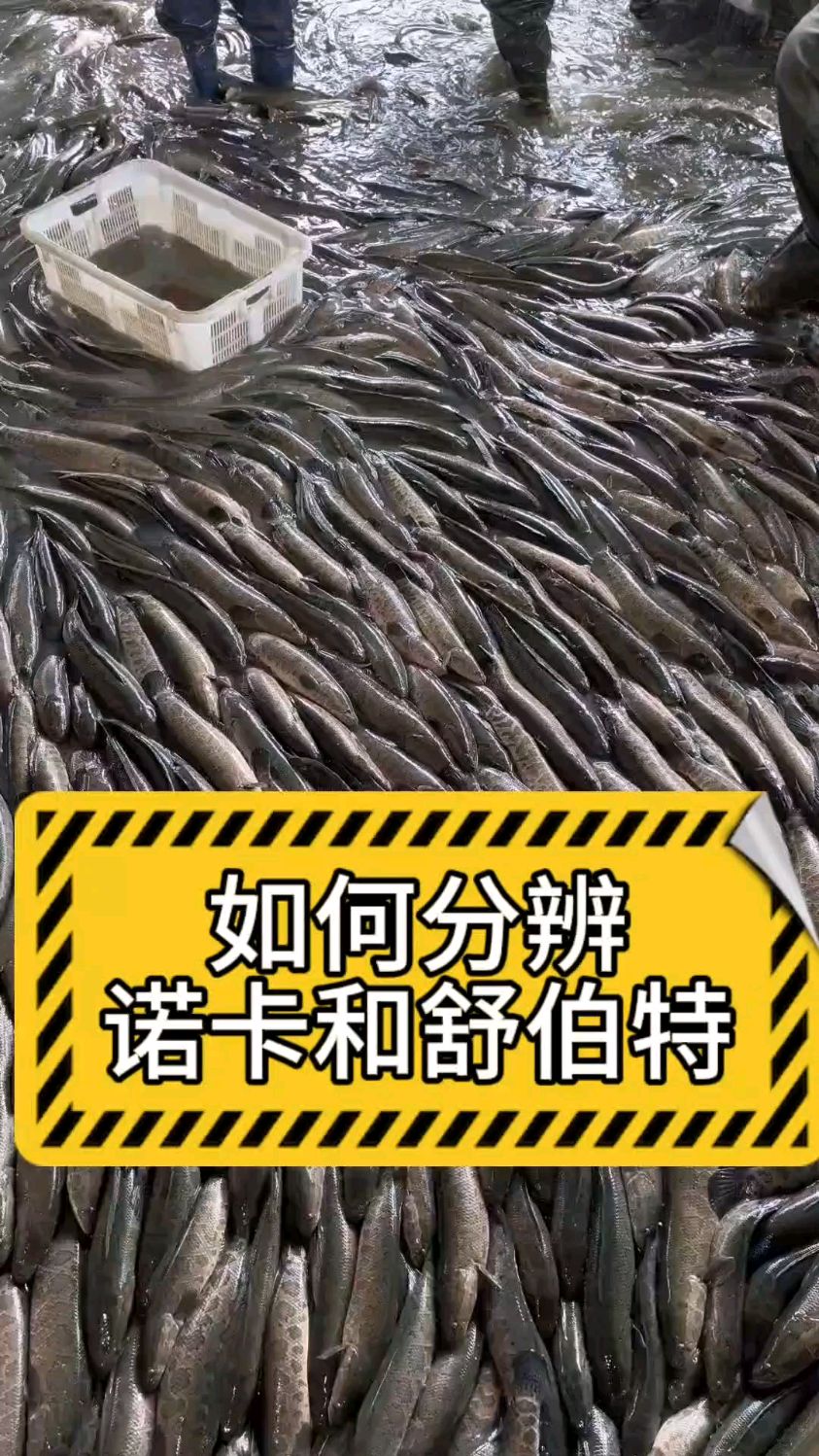 这条发财鱼的死敌诺卡氏和舒伯特你分的清楚吗