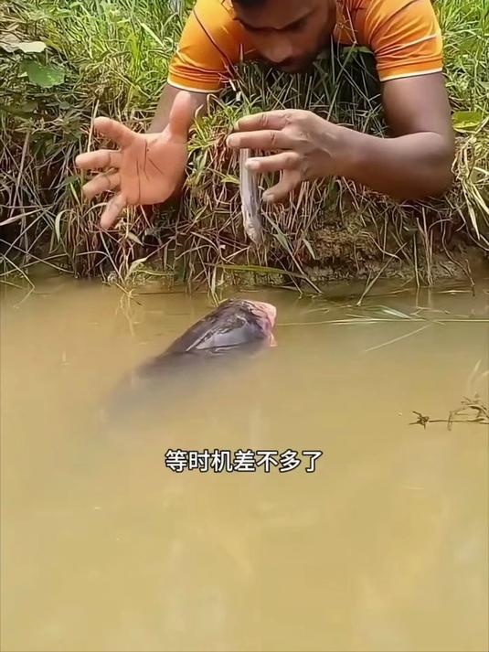 用小鱼抓大鱼