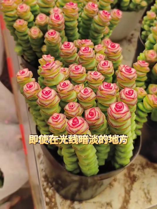 钱串子盆栽登场,防辐射佳,易养护,书房增添文雅气息!