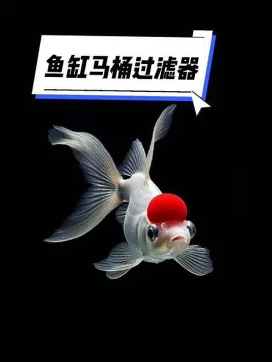 不用泵的神奇鱼缸过滤器 能过滤增氧吸便 真牛