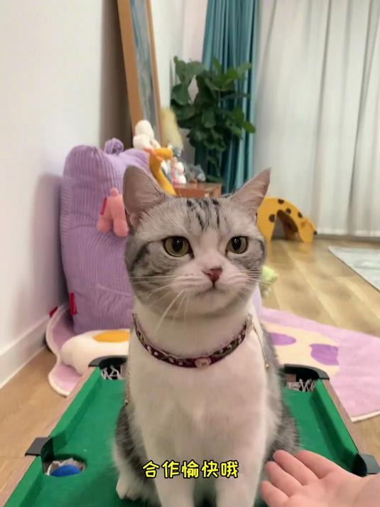 泡芙收到了新玩具 小猫咪是时候展现球技了