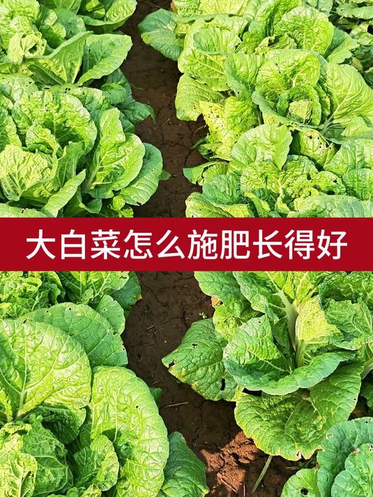 大白菜怎么施肥长得好3