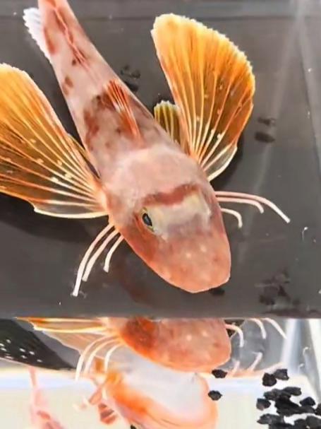 海缸日常篇！买到神奇绿鳍鱼，“海陆空” 怪鱼实锤