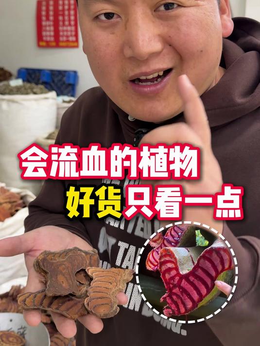 会流血的鸡血藤,好货只看一点