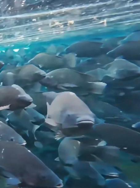 男子用相机换个视角感受鱼群，水下鱼群清晰可见