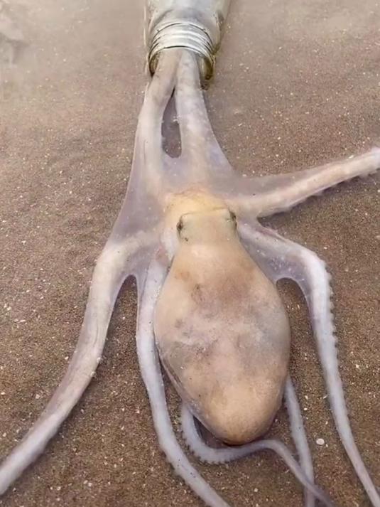 让章鱼投怀送抱的秘密