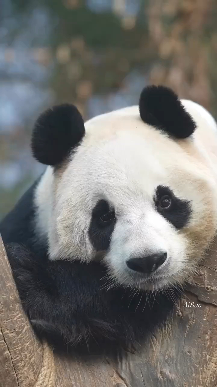 晚安做个好梦