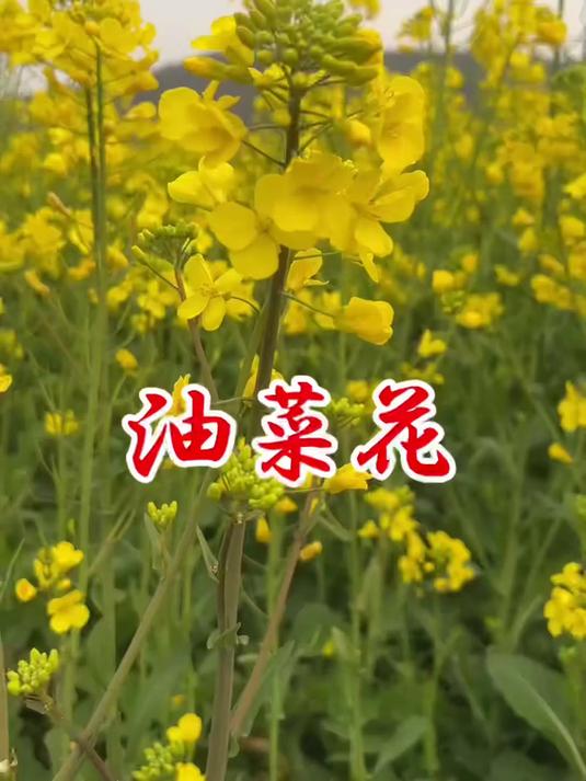 岱山油菜花热烈地绽放,每一簇都是春天精心写下的诗行。#花满春城我代言#