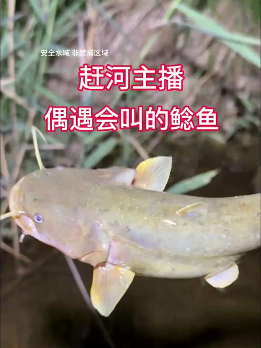 夜晚小河抓鱼，遇遇鲤鱼和鲶鱼