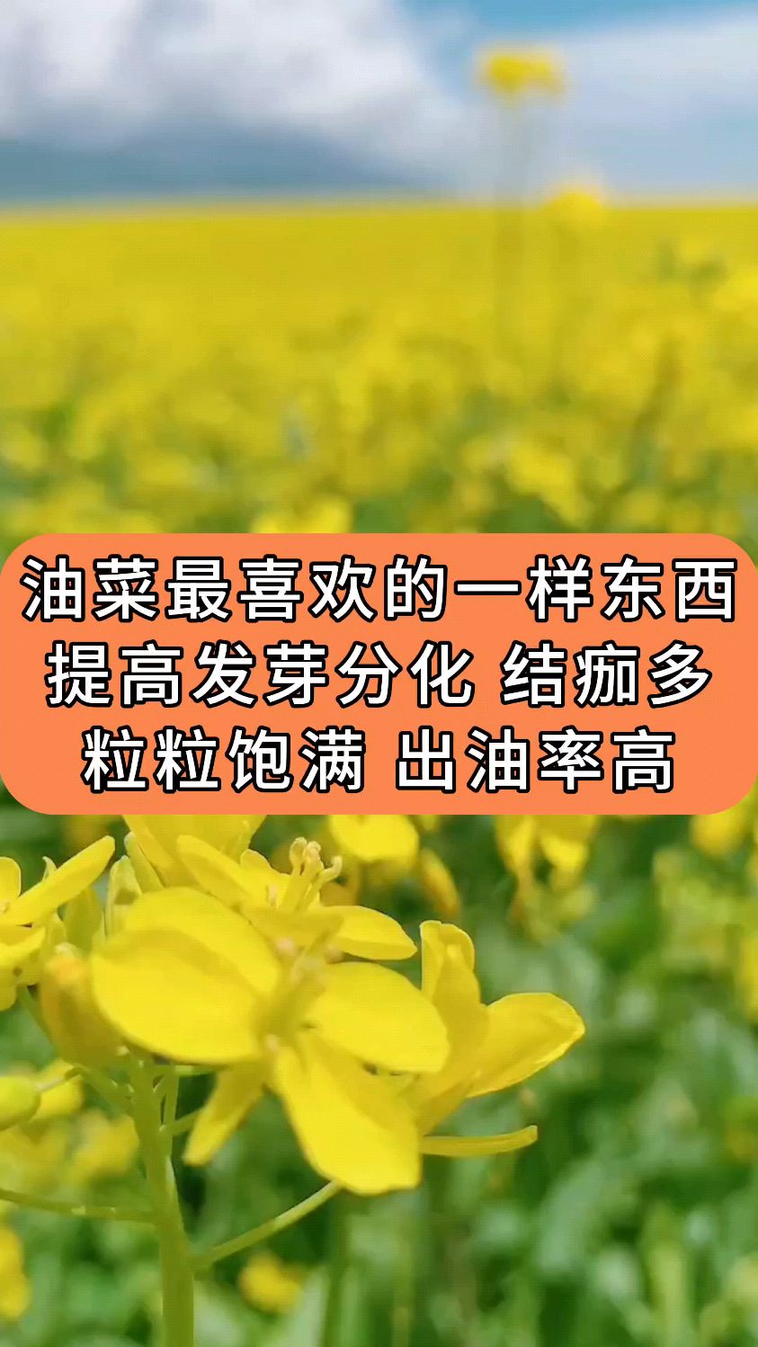 油菜提高发芽分化结荚多粒粒饱满出油率高