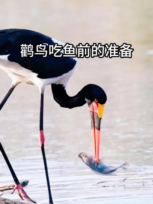 鹳鸟吃鱼前的准备