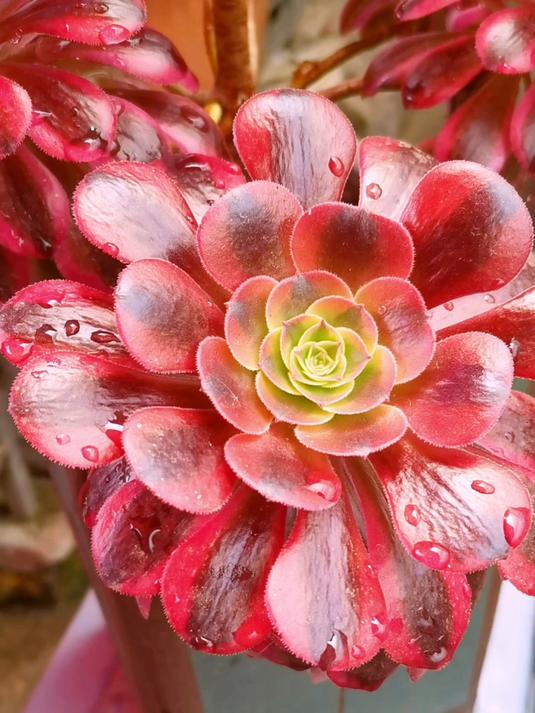 多肉美杜莎,刚给洗了个澡,看起来好干净!