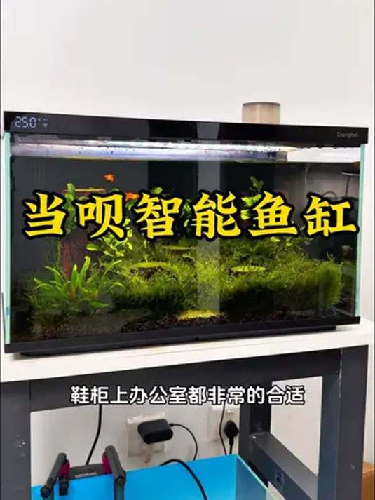 当呗智能鱼缸超牛!双泵干湿分离过滤 养鱼必备