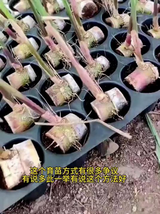 育苗移栽甘蔗