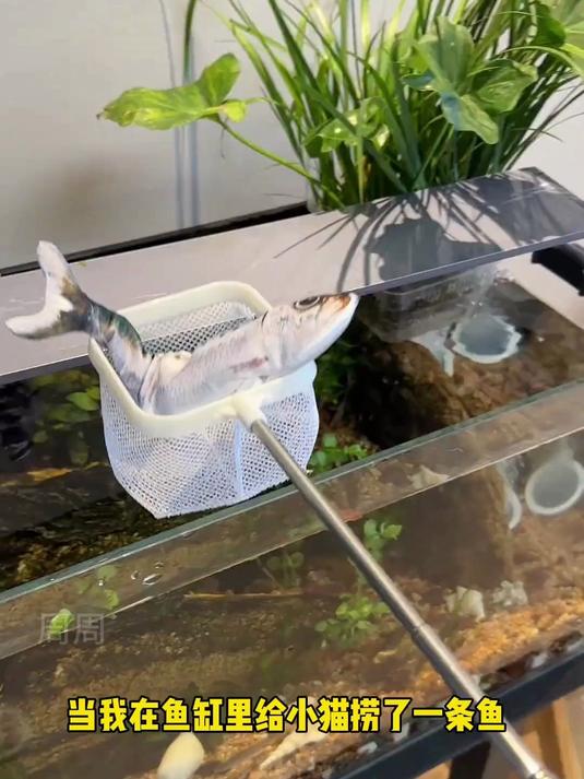 超柔软硅胶材质，安全可啃咬，仿真鱼形设计猫咪疯狂追捕！