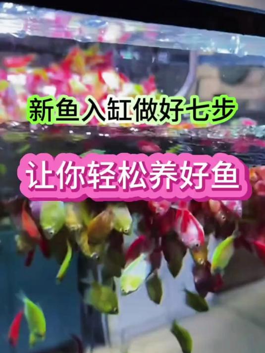 新鱼入缸一定要做好这七步。再往后养鱼都非常轻松，非常简单了