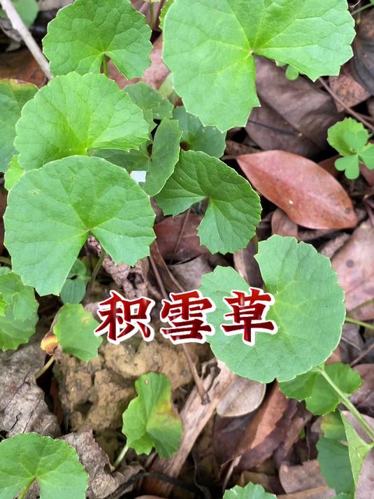 积雪草,它有什么用处呢?
