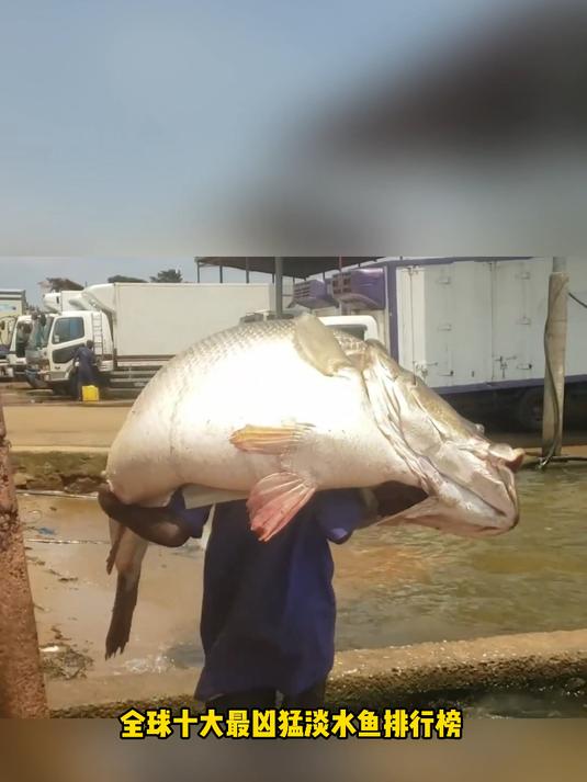 全球十大最凶猛淡水鱼排行榜