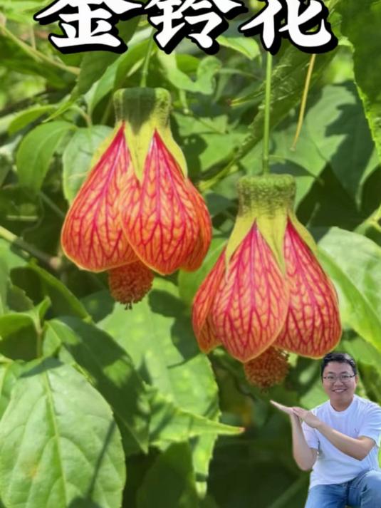 花像个小灯笼,而且有红色网纹,它就是锦葵科苘(qǐng)麻属的金铃花