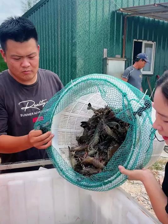 鲜活黑虎虾,个头匀称,日常炒菜合适