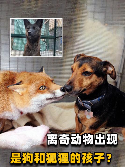 生殖隔离真的存在吗?不止鲸鱼和海豚能杂交,狗和狐狸也有后代?