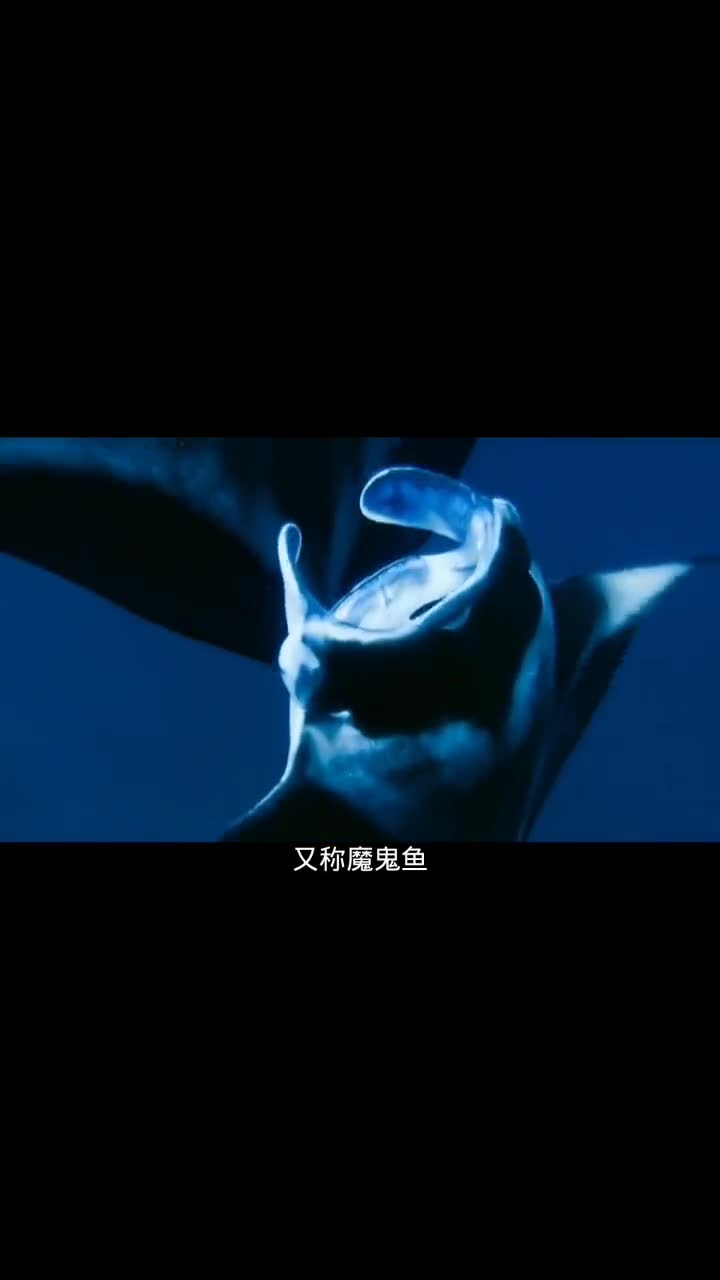 会飞的魔鬼鱼科普涨知识动物海洋生物