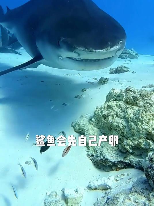 《关于鲨鱼繁殖方式的一些冷知识》一个视频带你了解一下