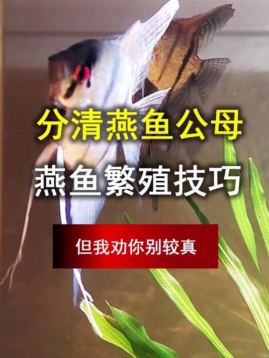 30 秒分清燕鱼公母！但我劝你别较真，燕鱼繁殖技巧配对秘诀