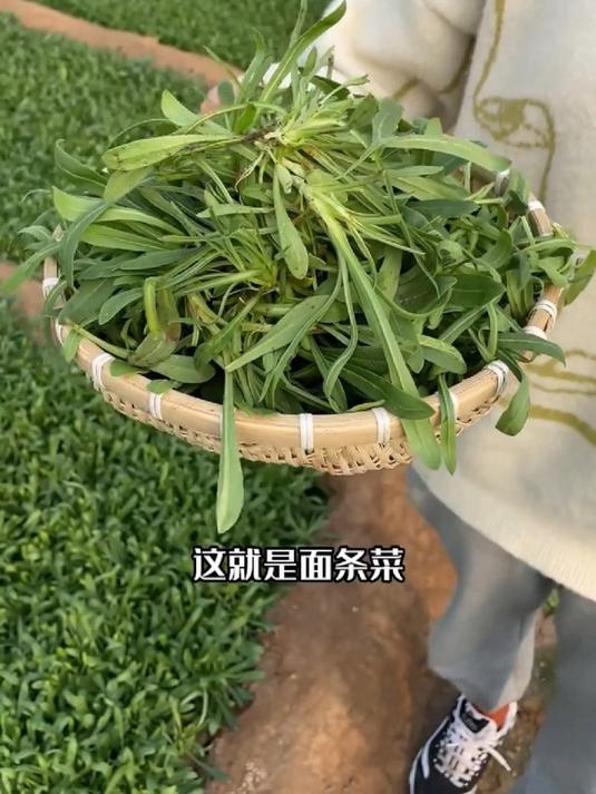 营养价值高,面条菜农村常见,很多人种了炒菜吃!