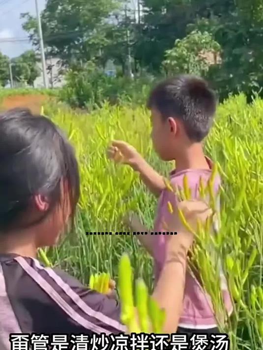 正宗黄花菜种苗 优质根苗 四季可种 家庭种植好选择
