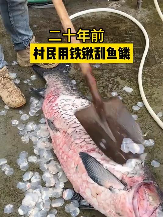 刮鱼鳞神器来了!喜欢吃鱼的家人们,再也不怕刮鱼鳞麻烦了