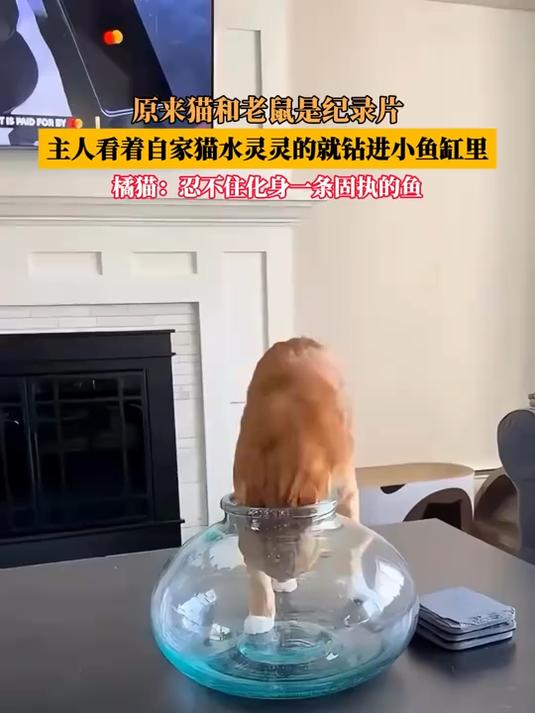 原来猫和老鼠是纪录片,主人看着自家猫水灵灵的就钻进小鱼缸里