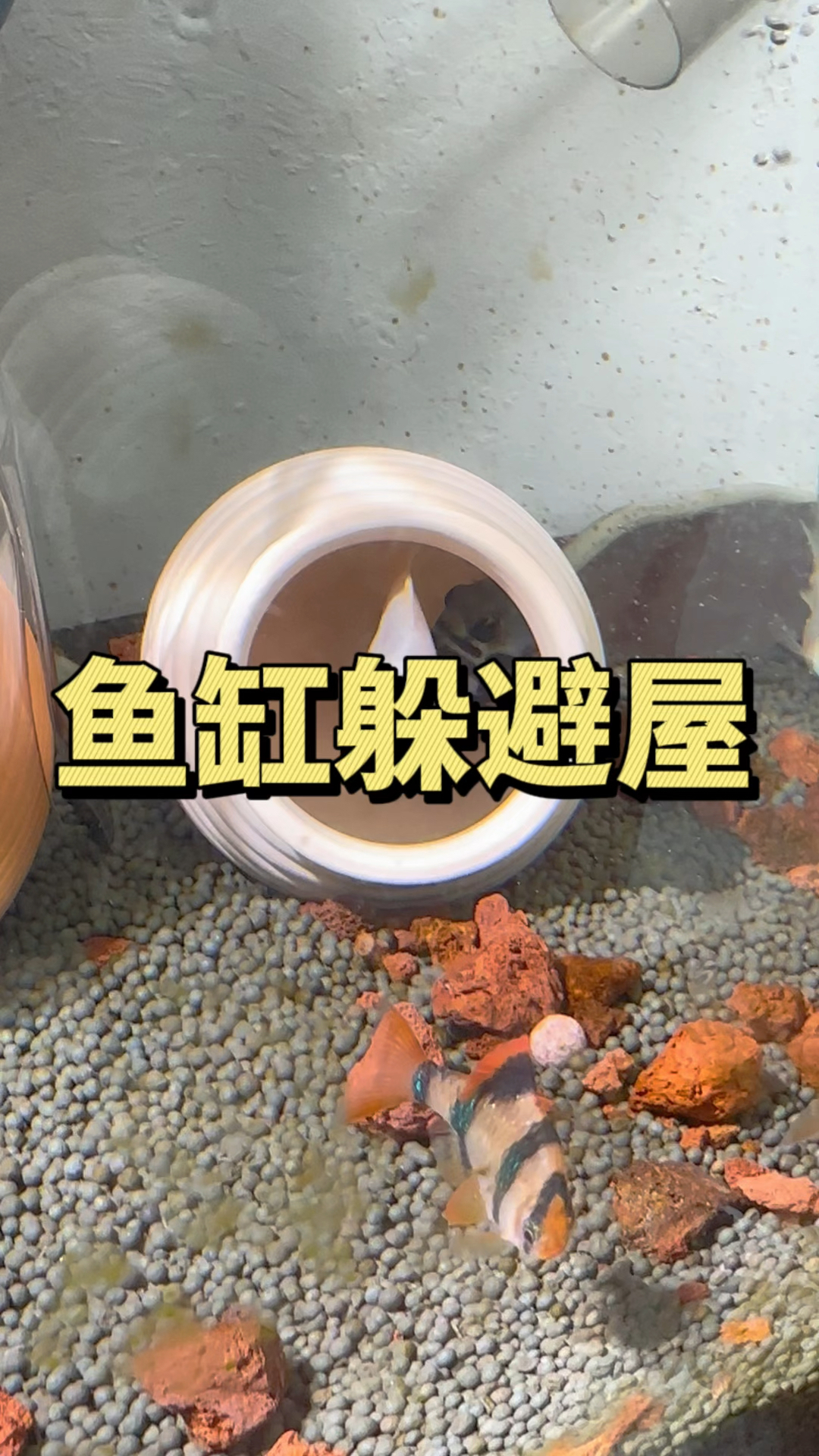 很多鱼友为什么喜欢在鱼缸放躲避屋呢?躲避屋有三大好处。#水族#躲避屋 #观赏鱼