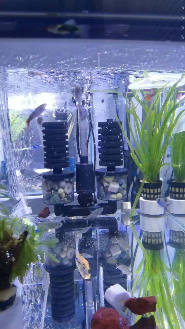 孔雀鱼胎生的,一个月生一次,每窝能生100多只。不过孔雀母鱼是会吃自己生的小鱼的