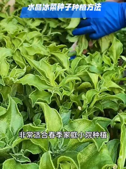 冰菜种子这样种,轻松高产十几斤!阳台小院都能行