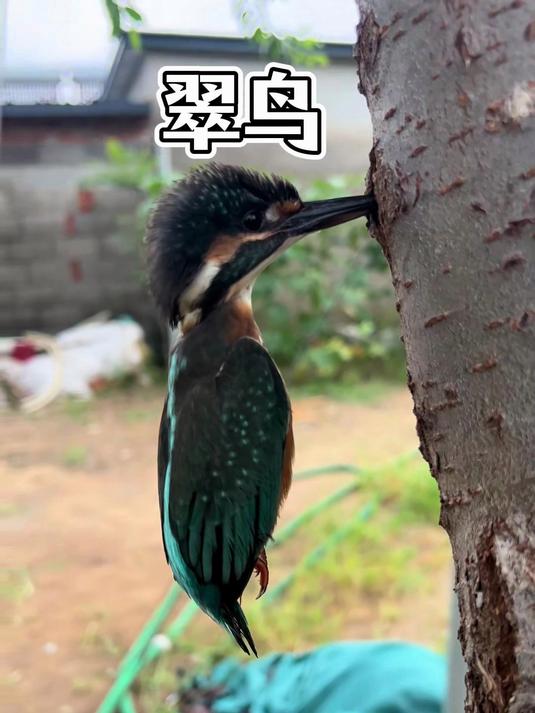 别笑翠鸟卡树干!它会捕鱼当聘礼