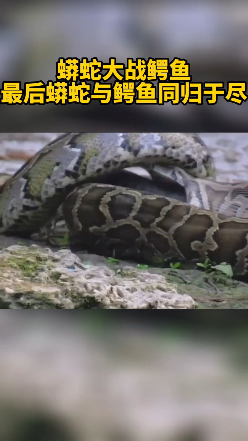 蟒蛇大战鳄鱼,最后蟒蛇与鳄鱼同归于尽