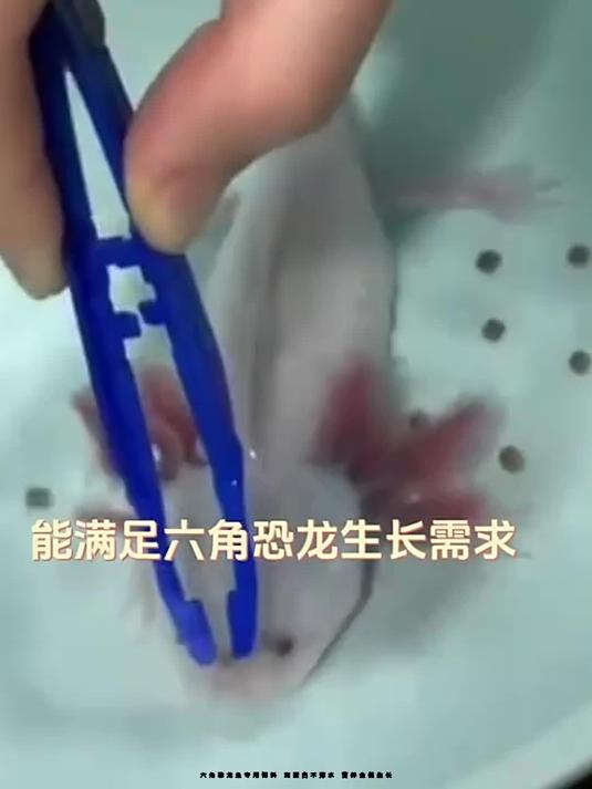 六角恐龙鱼专用饲料 高蛋白不浑水 营养全促生长