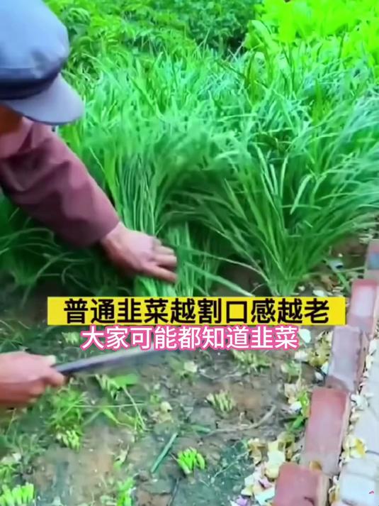 红根韭菜根,根须泡酒是老偏方,嫩叶煎牡蛎鲜得舌头打颤