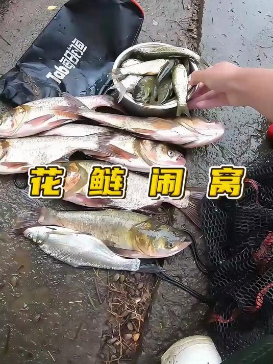 花鲢闹窝子，怎么办？#钓鱼的乐趣只有钓鱼人懂#